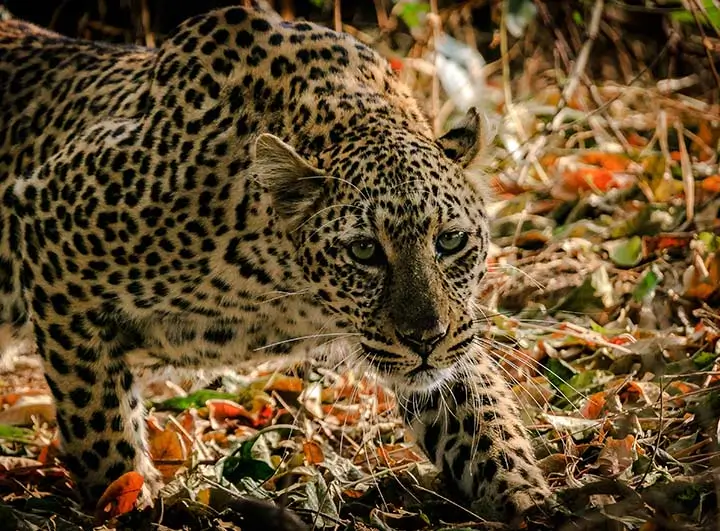 leopard Nouabale Ndoki National Park